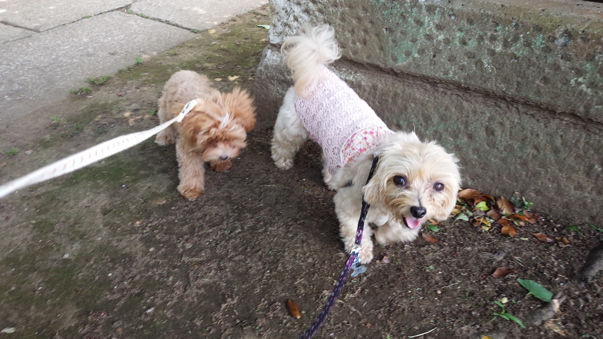 我が家の癒し犬♪